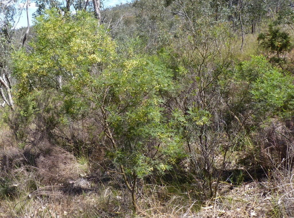 Acacia deanei subsp. paucijuga (hero image)