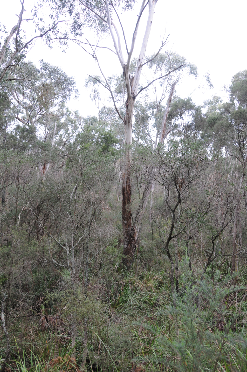 Eucalyptus ovata subsp. ovata (hero image)