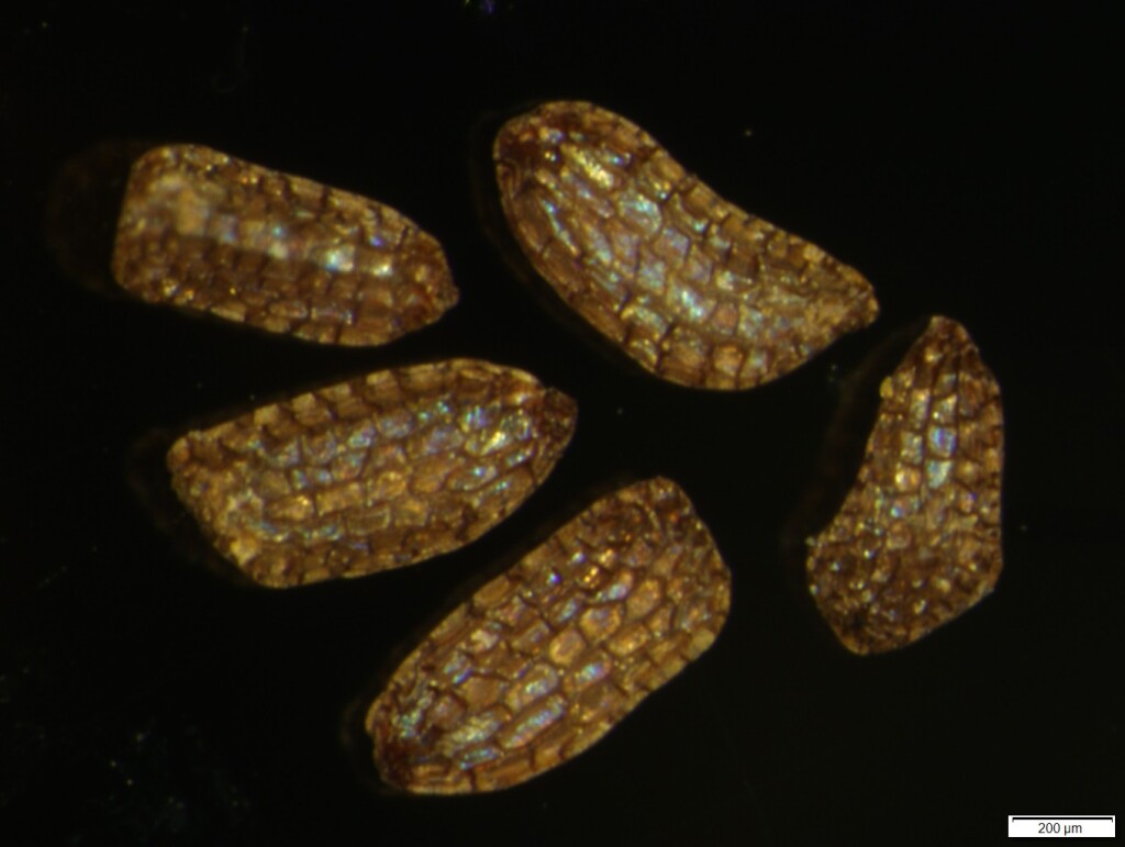 Gratiola peruviana (hero image)