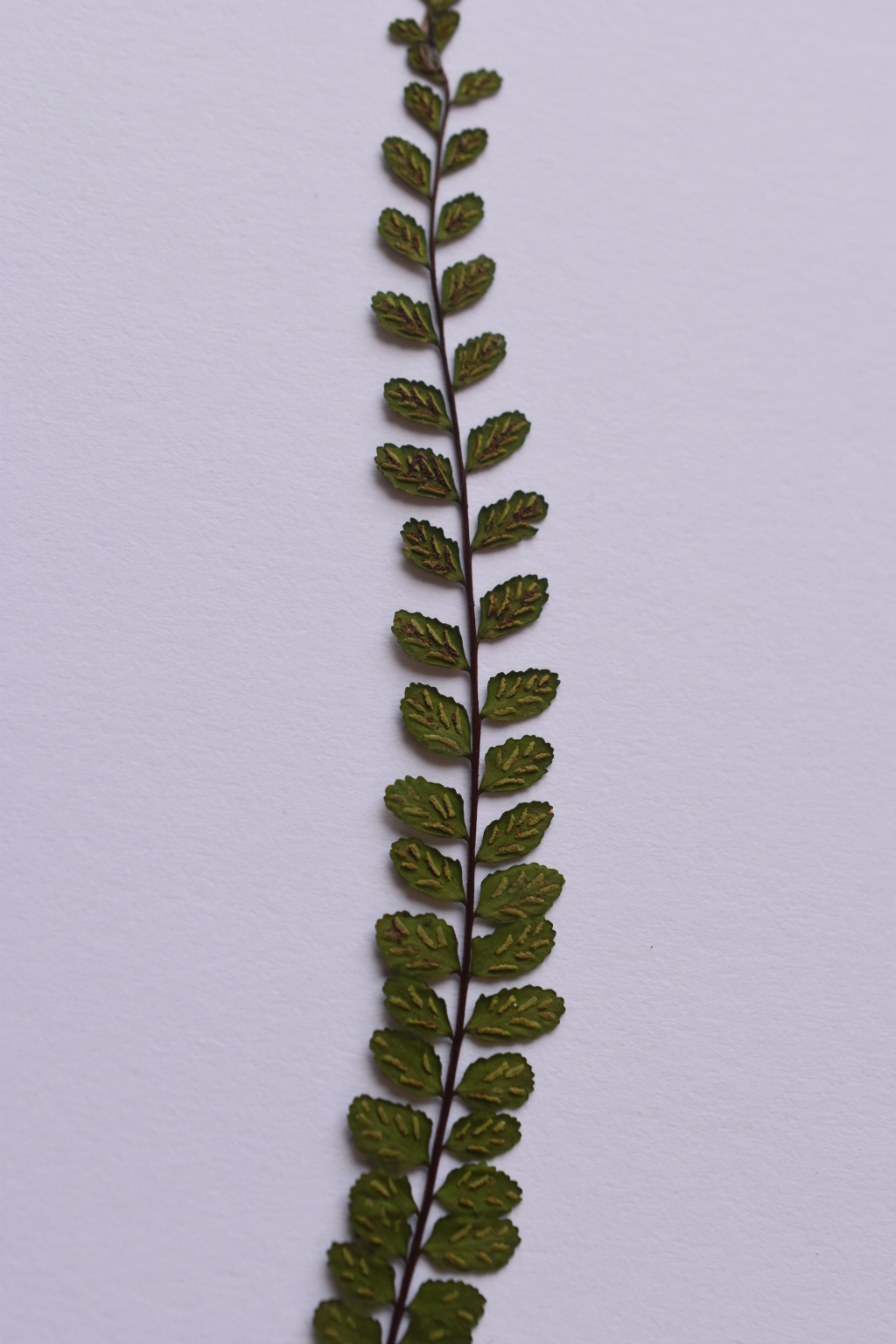 Asplenium trichomanes (hero image)