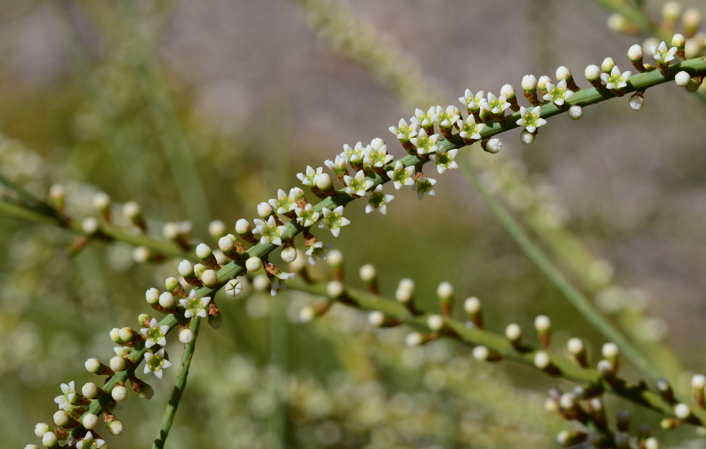 Santalaceae (hero image)