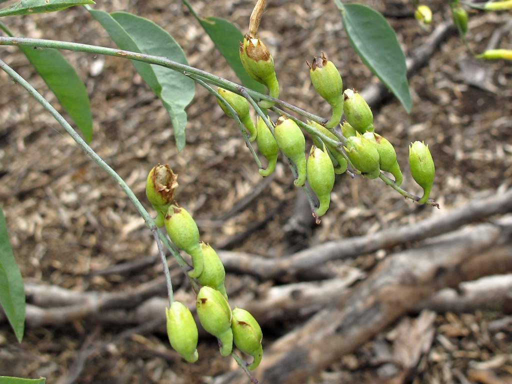 Nicotiana glauca (hero image)