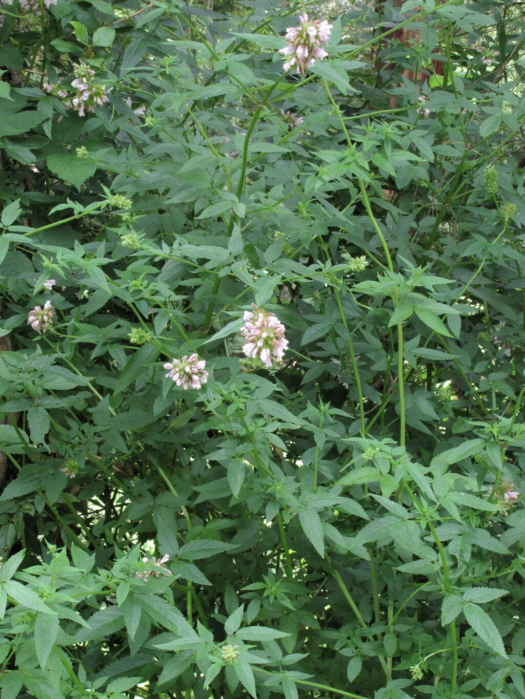 Cedronella canariensis (hero image)