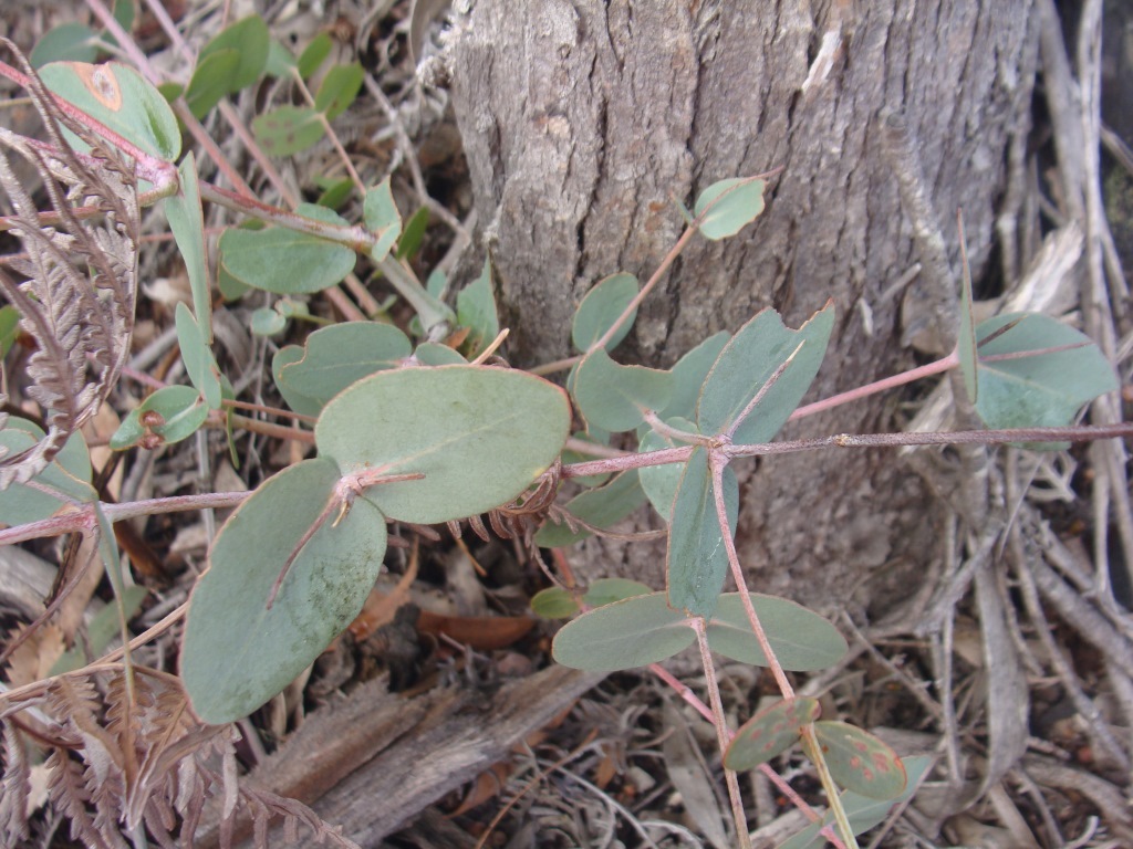 Eucalyptus ignorabilis (hero image)