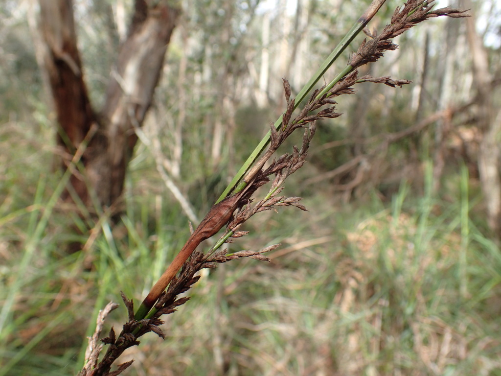 Lepidosperma elatius (hero image)