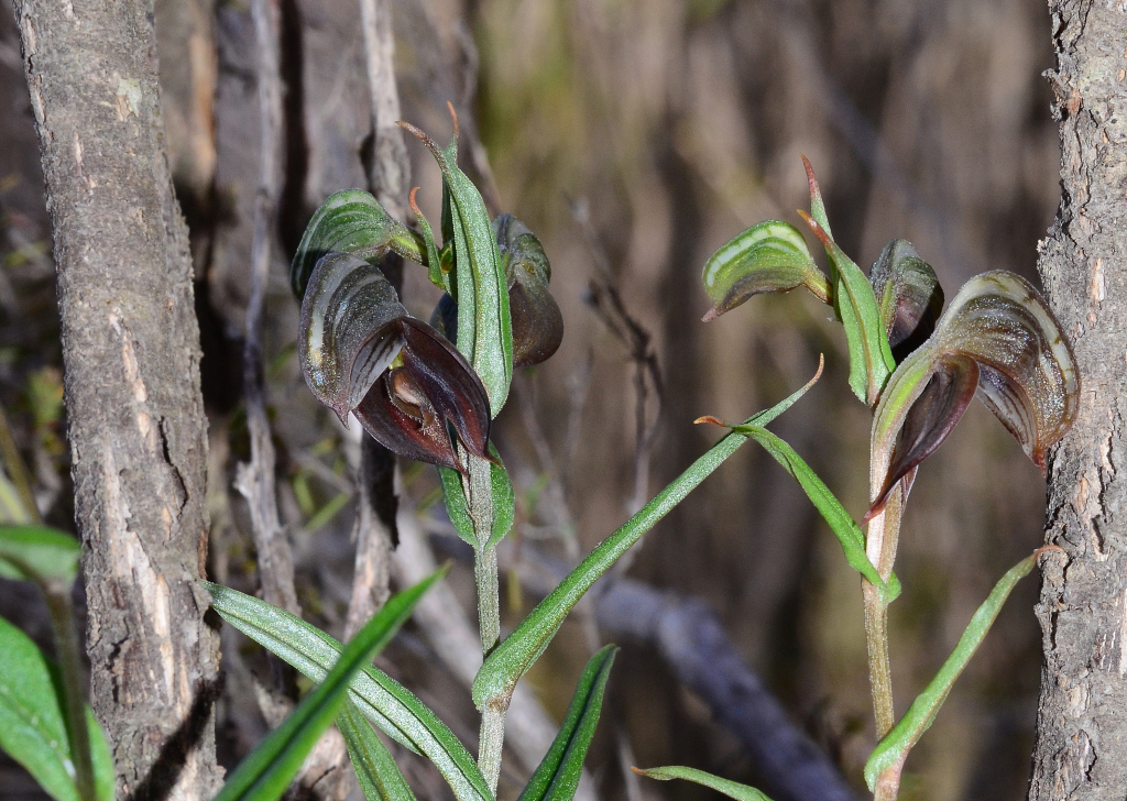 Pterostylis sanguinea (hero image)