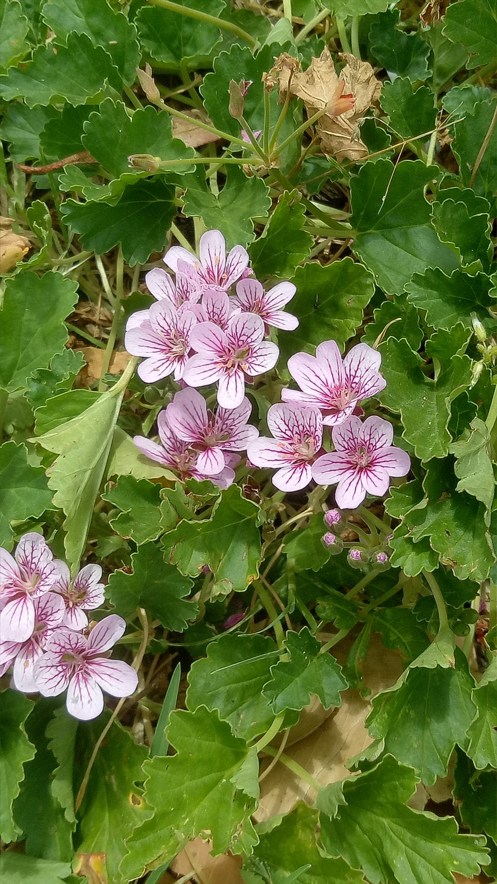 Pelargonium sp. 1 (hero image)