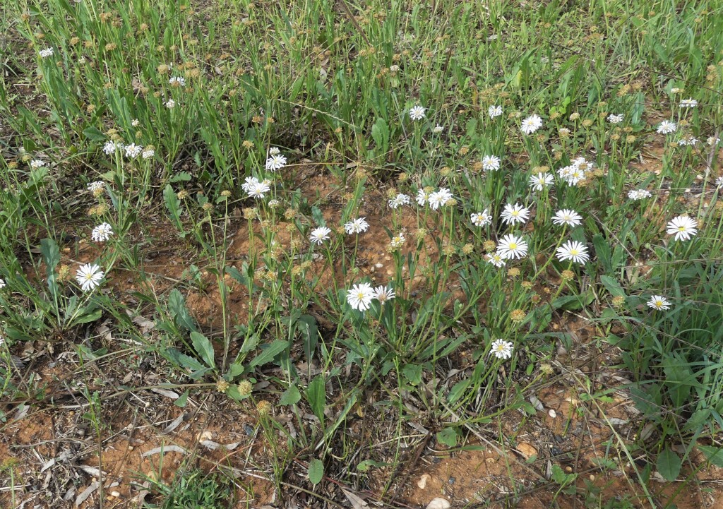 Calotis scabiosifolia (hero image)