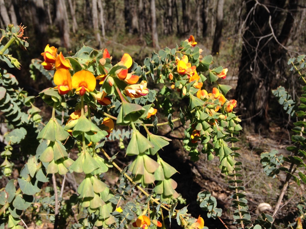 Pultenaea spinosa (hero image)