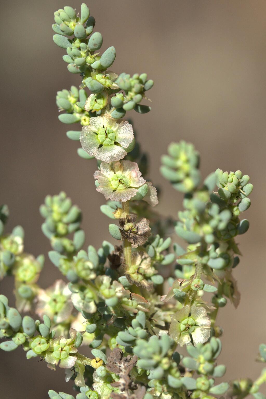 Maireana brevifolia (hero image)