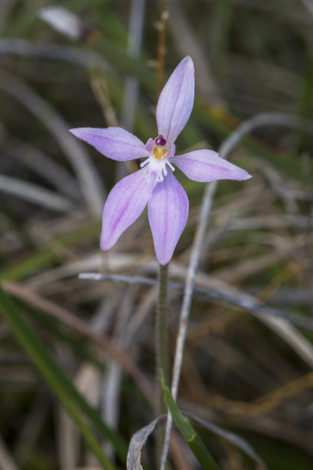 Caladenia latifolia (hero image)