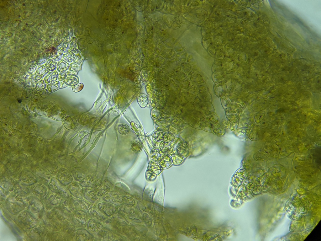 Cephaloziella hirta (hero image)