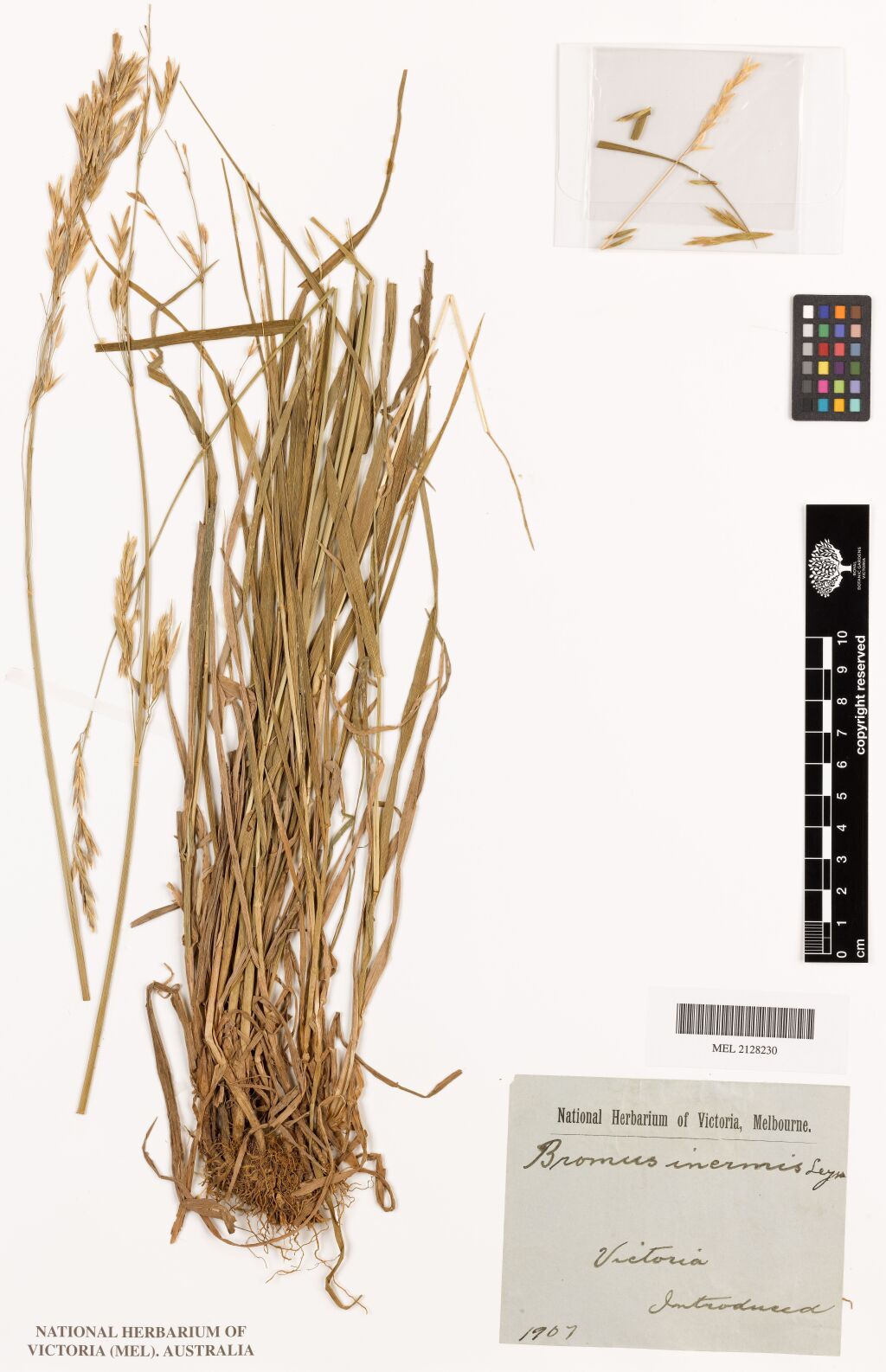 Bromus (hero image)