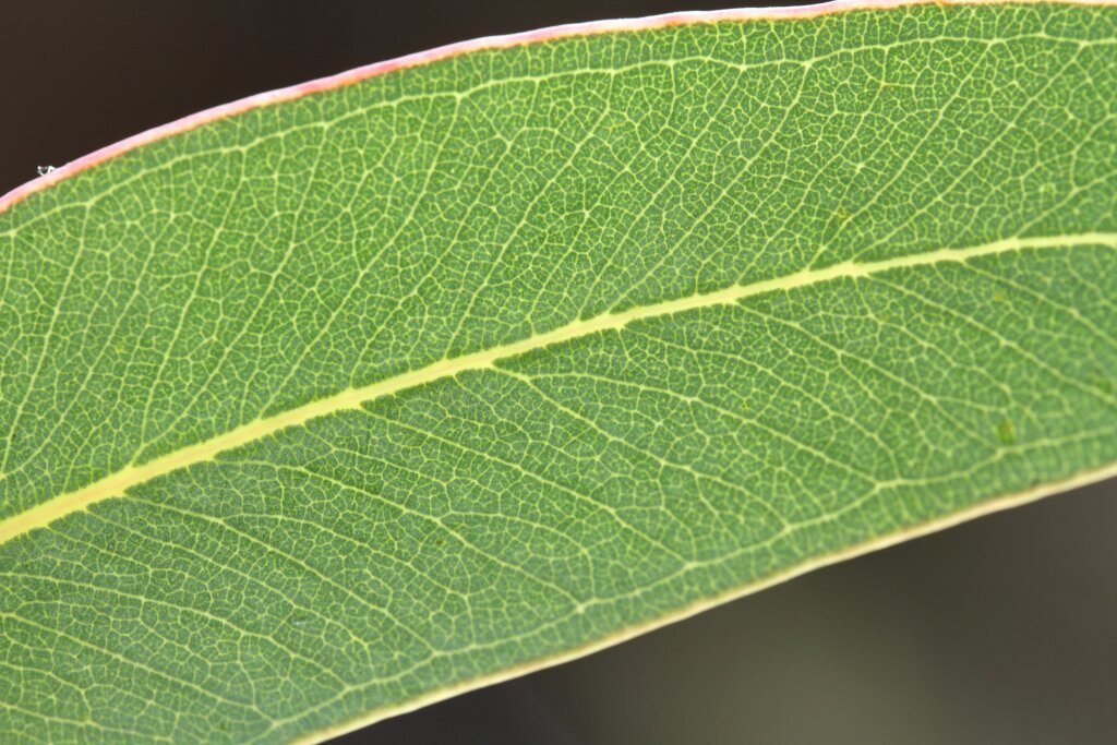 Eucalyptus conspicua subsp. conspicua (hero image)