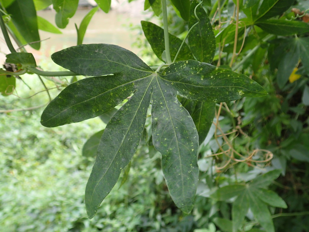 Passiflora caerulea (hero image)