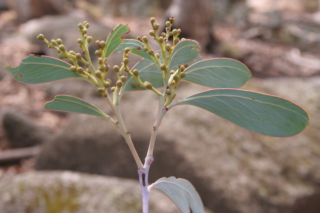 Acacia obliquinervia (hero image)