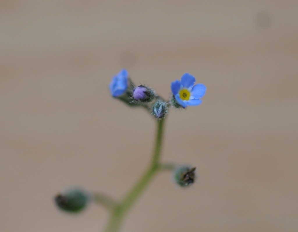 Myosotis arvensis (hero image)