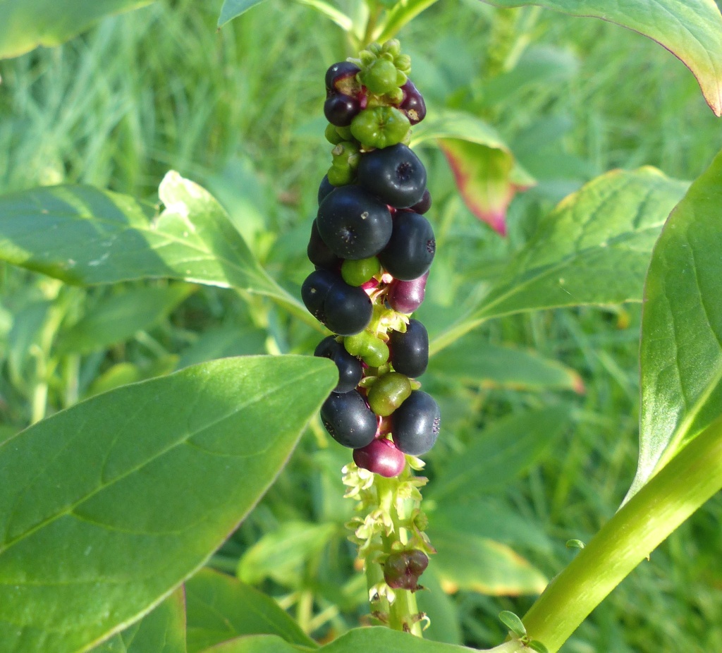 Phytolacca octandra (hero image)