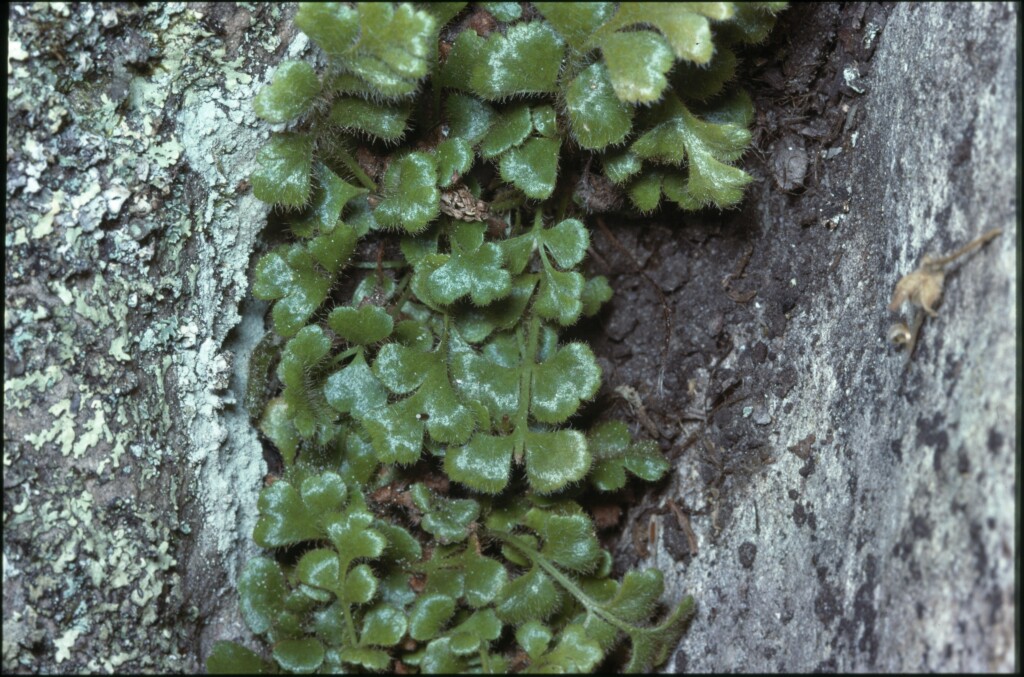 Asplenium subglandulosum (hero image)
