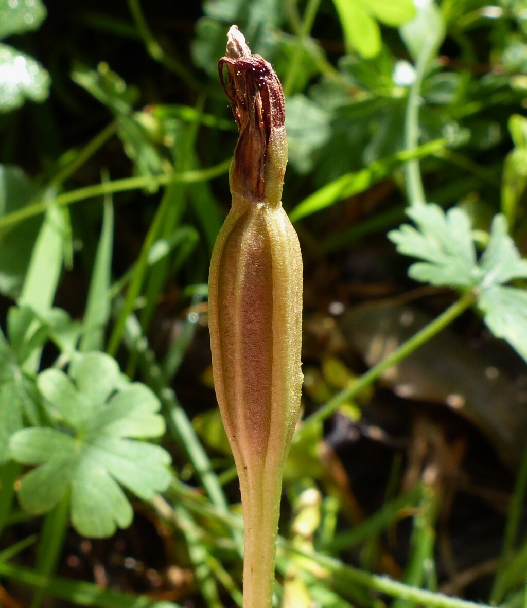 Pterostylis pedunculata (hero image)