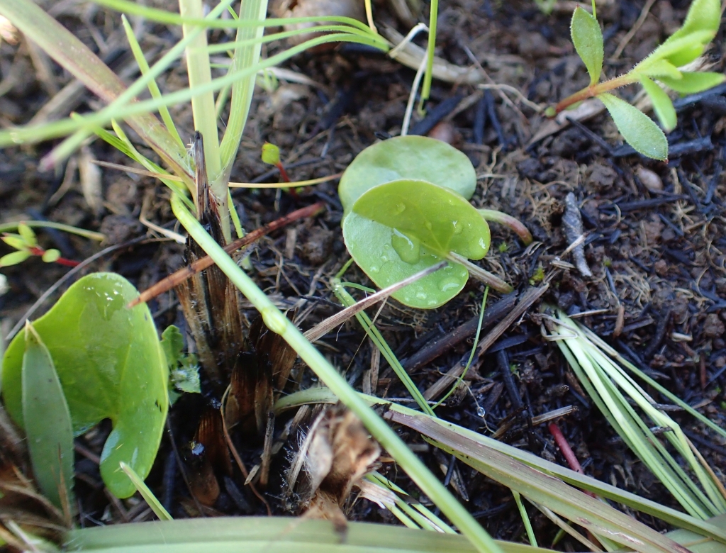 Dichondra sp. 1 (hero image)