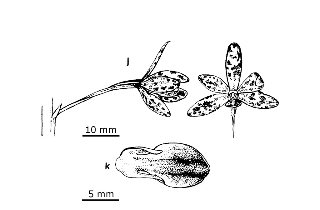 Dipodium campanulatum (hero image)