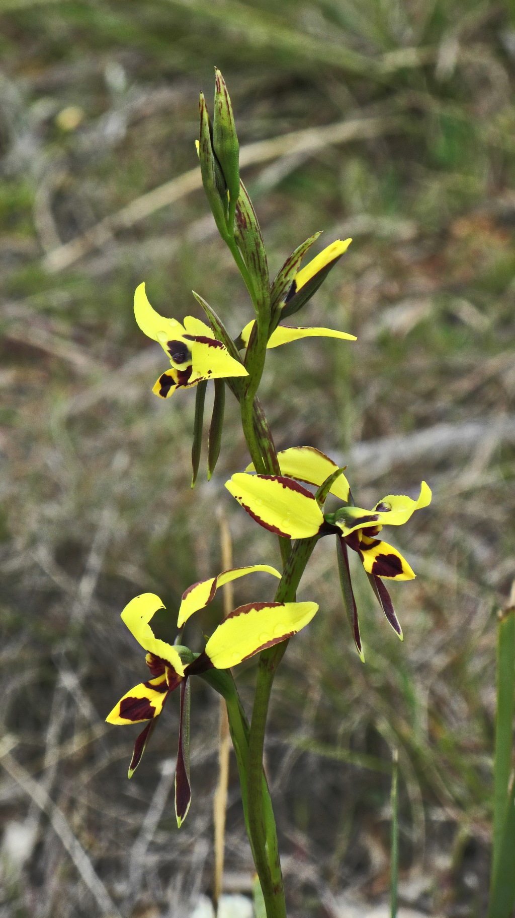 Diuris sulphurea (hero image)