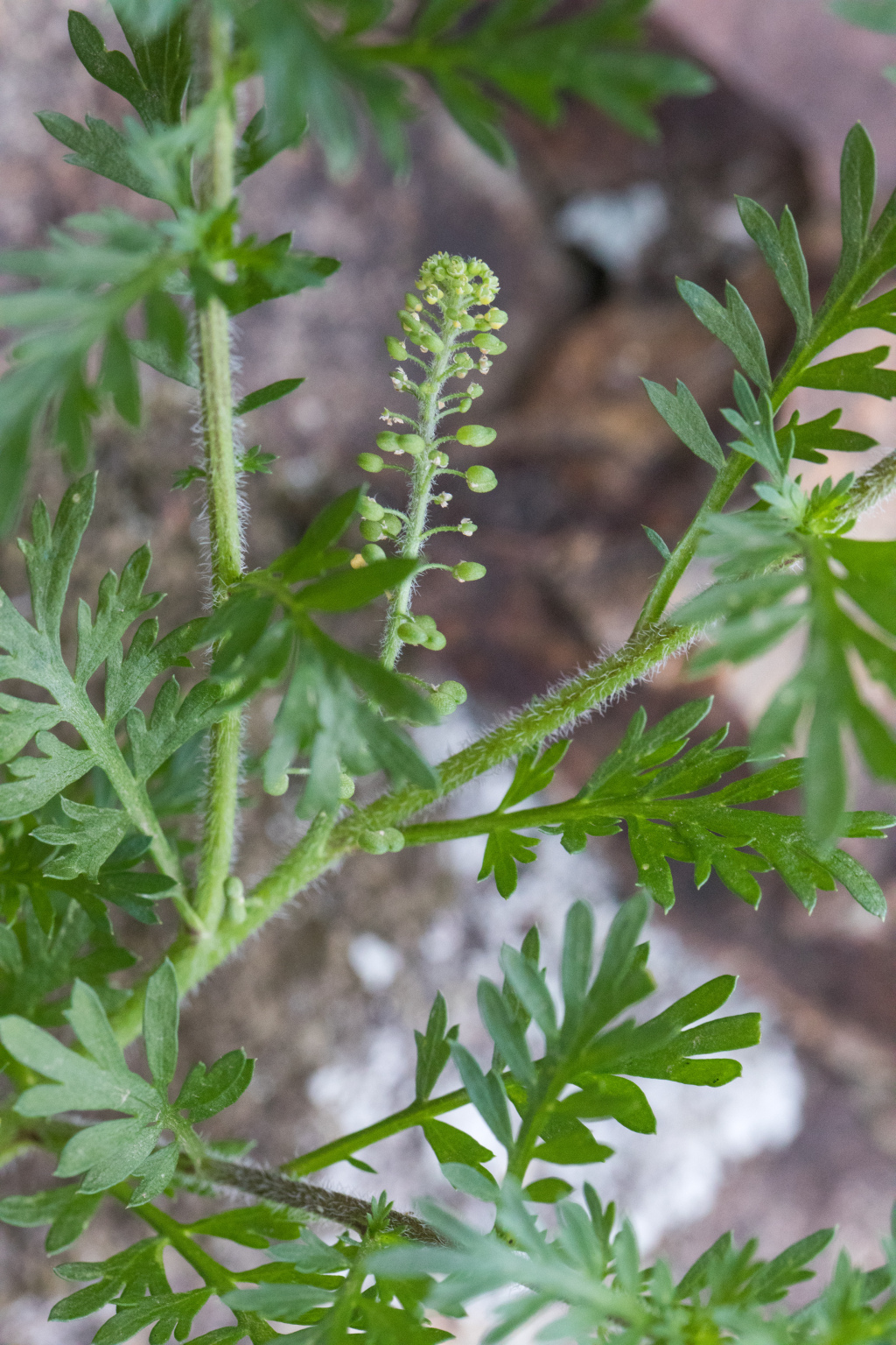 Lepidium didymum (hero image)