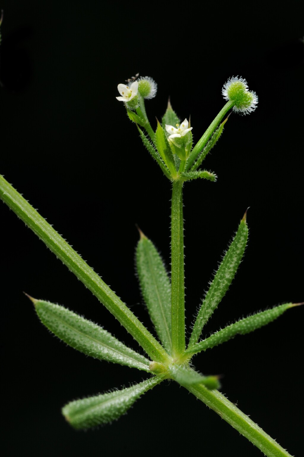 Galium aparine (hero image)