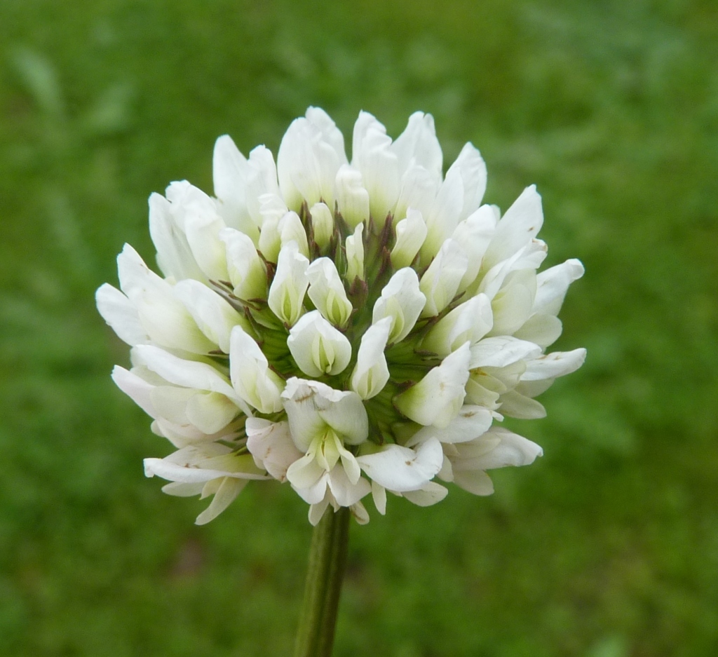 Trifolium repens var. repens (hero image)