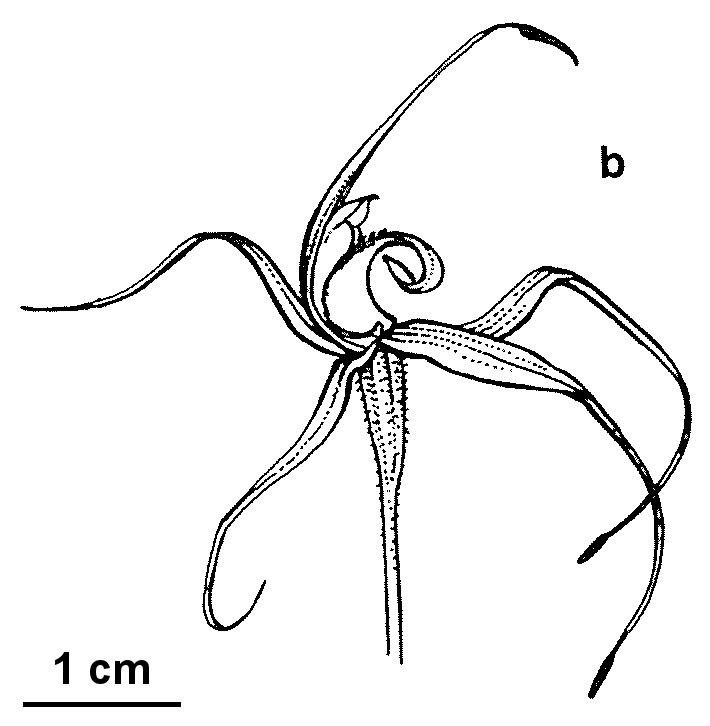 Caladenia xanthochila (hero image)