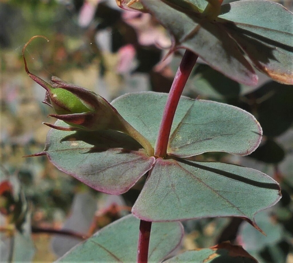 Pultenaea spinosa (hero image)
