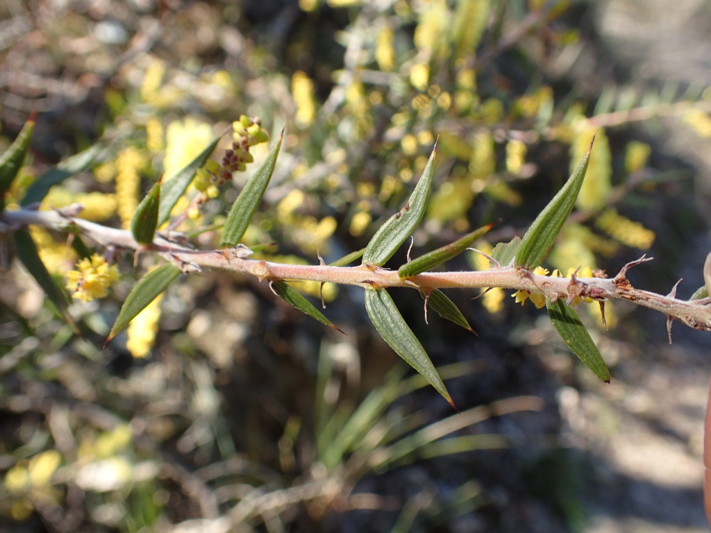 Acacia oxycedrus (hero image)