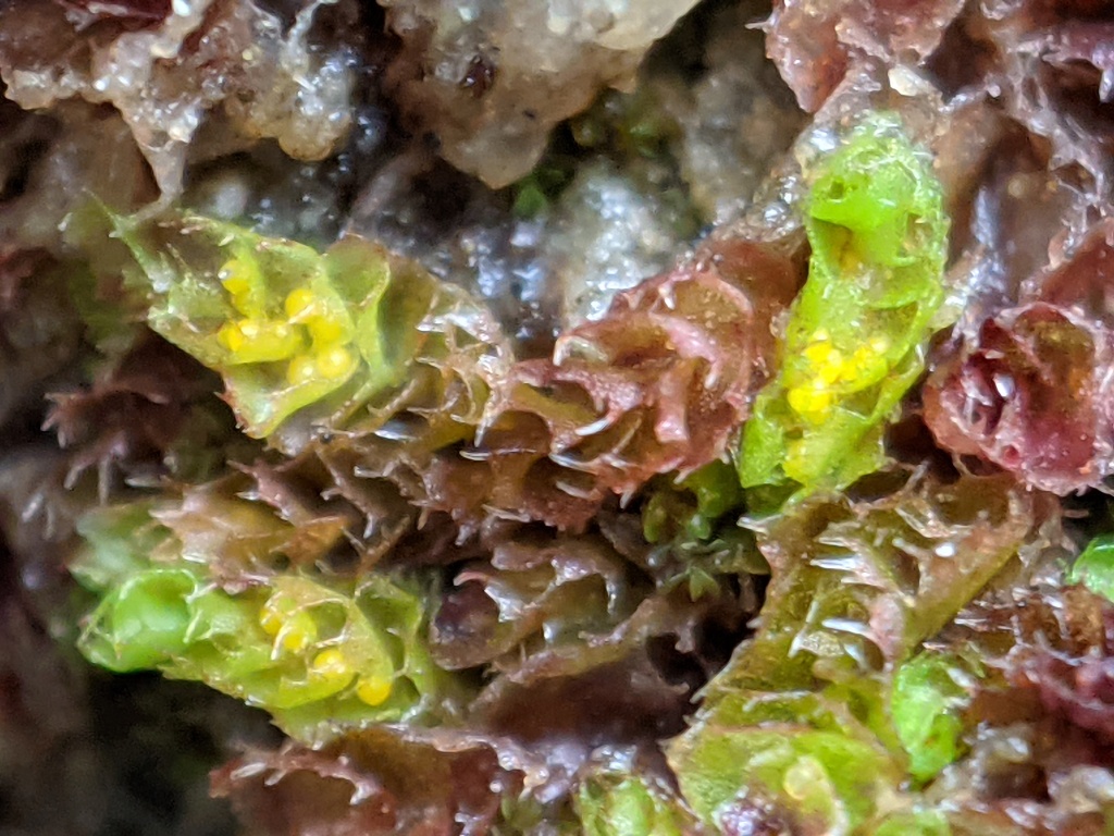 Acrobolbaceae (hero image)