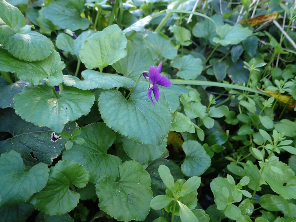 Viola odorata (hero image)