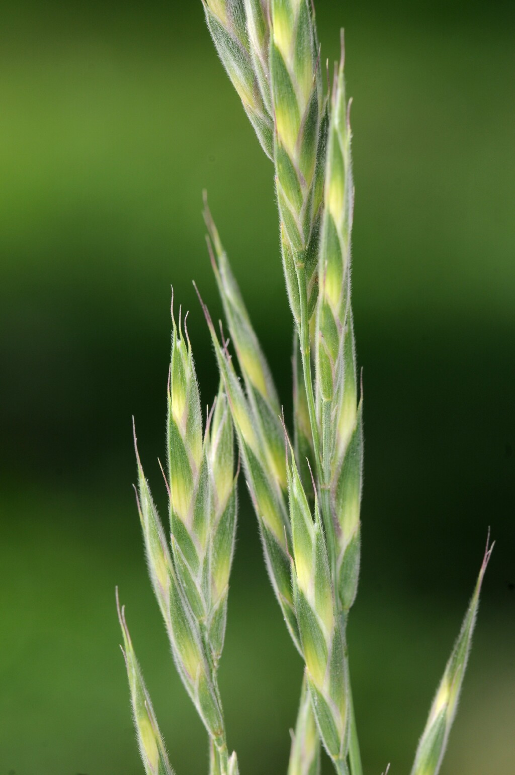 Bromus lithobius (hero image)