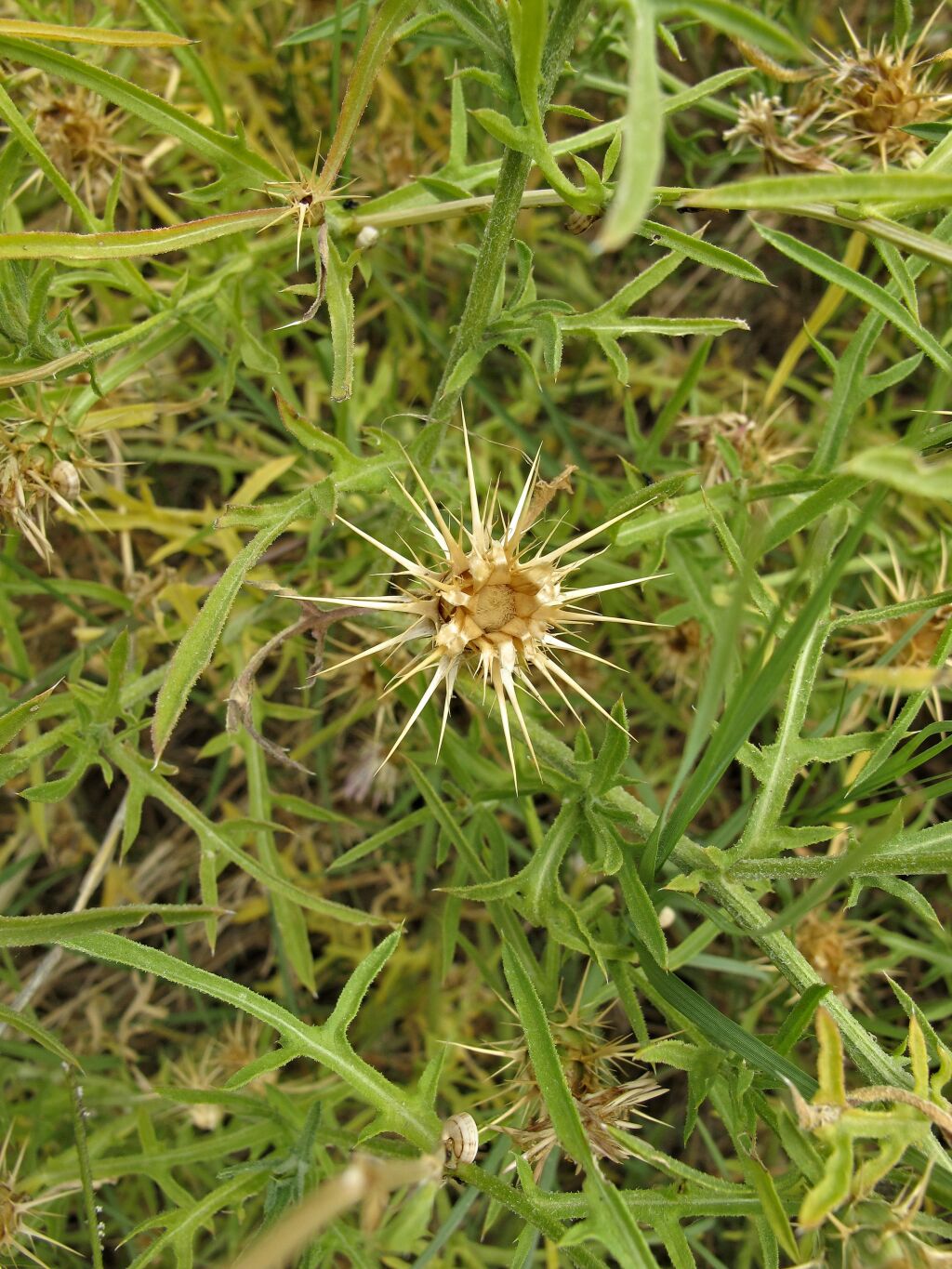 Centaurea calcitrapa (hero image)