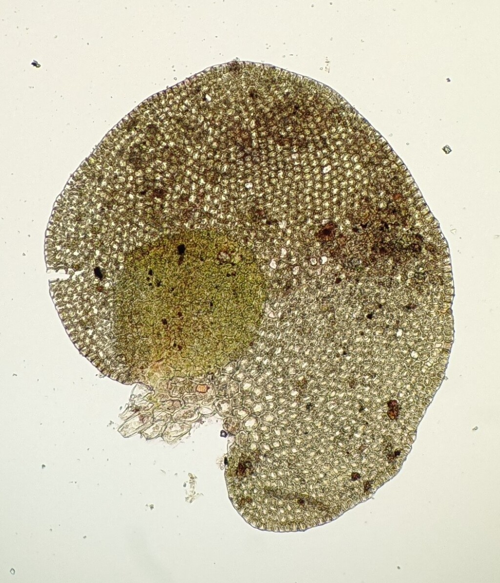 Frullania pentapleura (hero image)