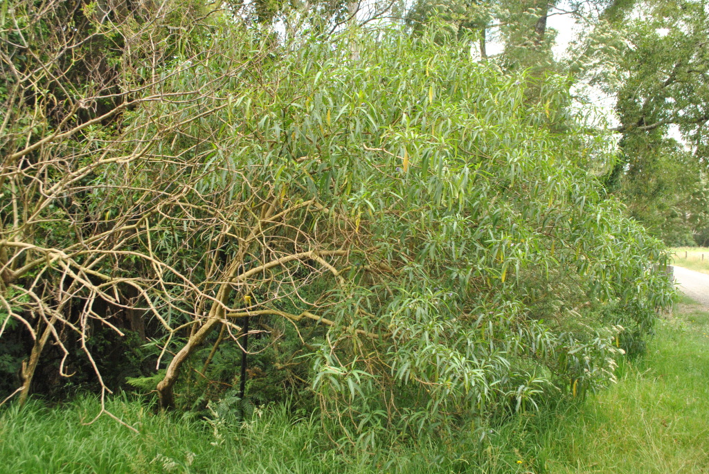 Solanum aviculare (hero image)