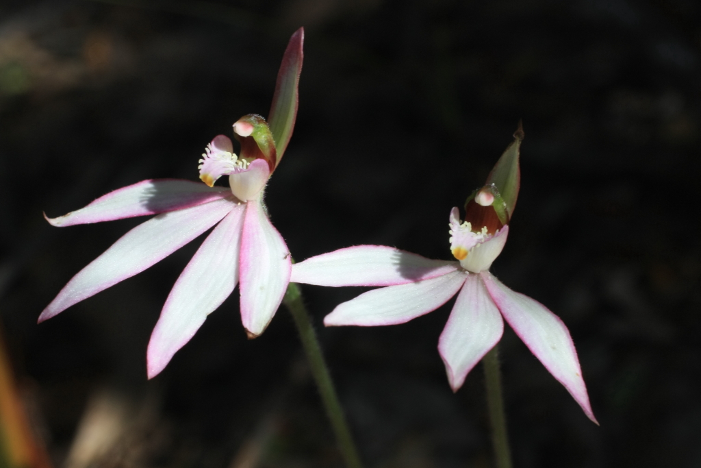 Caladenia catenata (hero image)