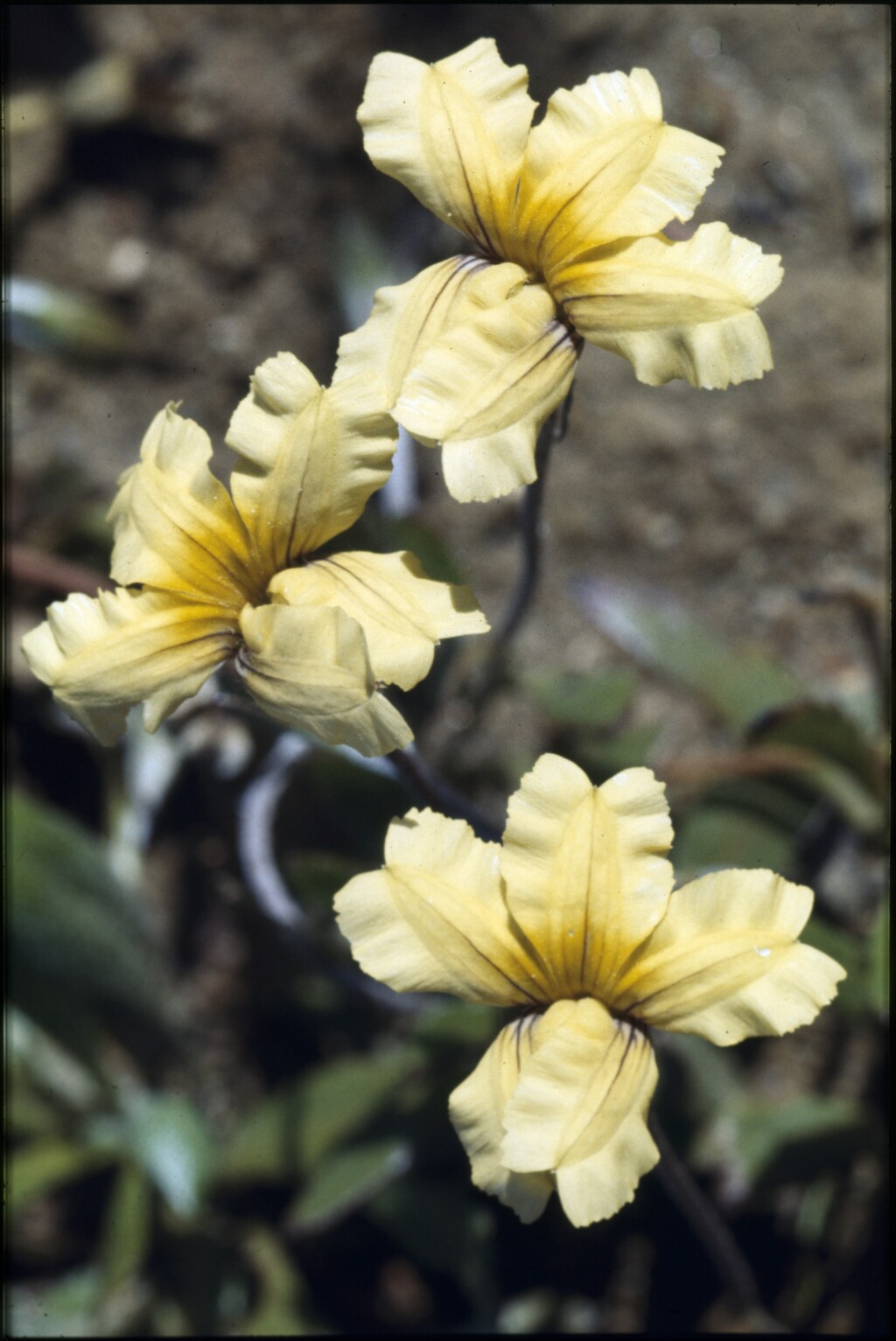 Goodenia lanata (hero image)