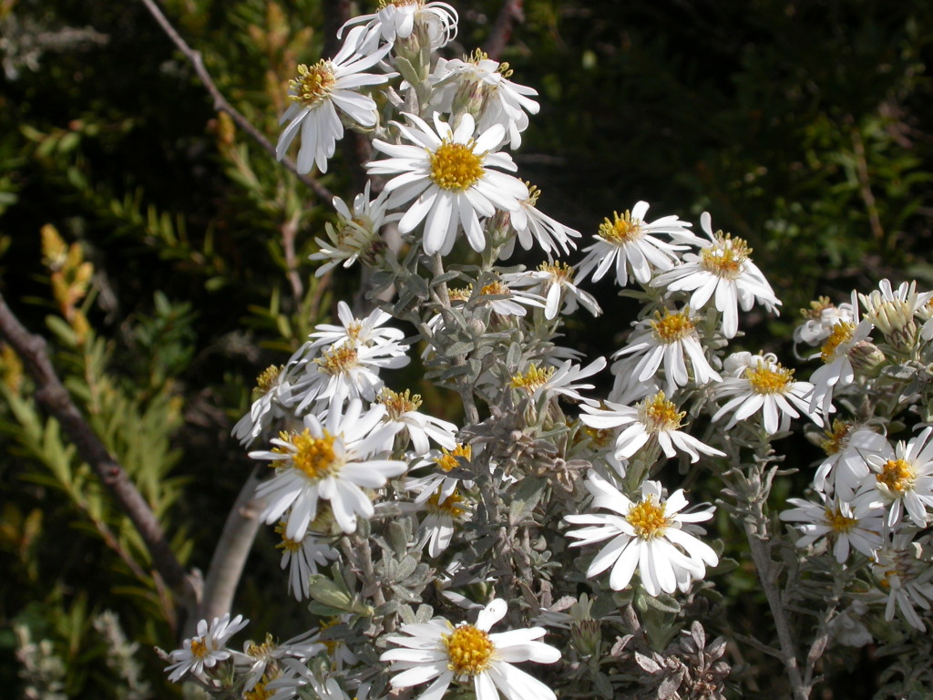 Olearia brevipedunculata (hero image)