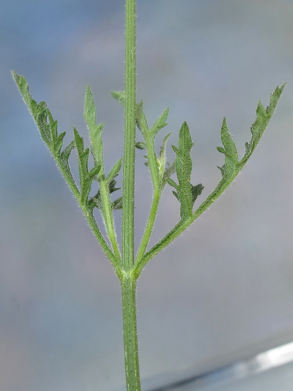 Verbena officinalis (hero image)