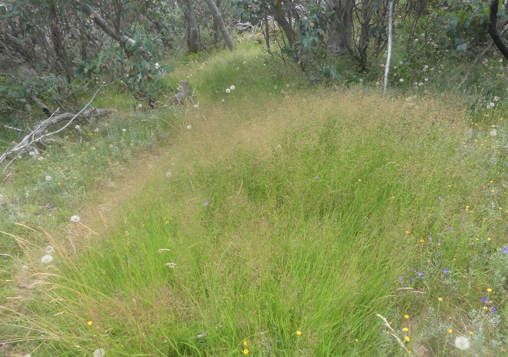 Agrostis capillaris var. capillaris (hero image)