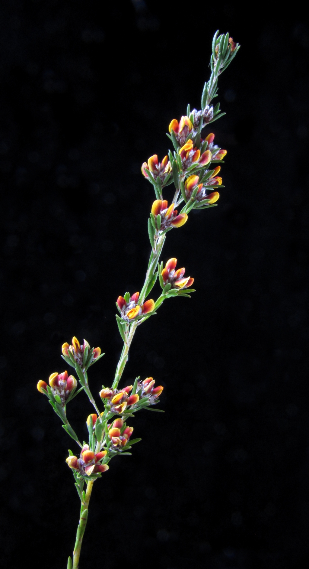 Pultenaea (hero image)