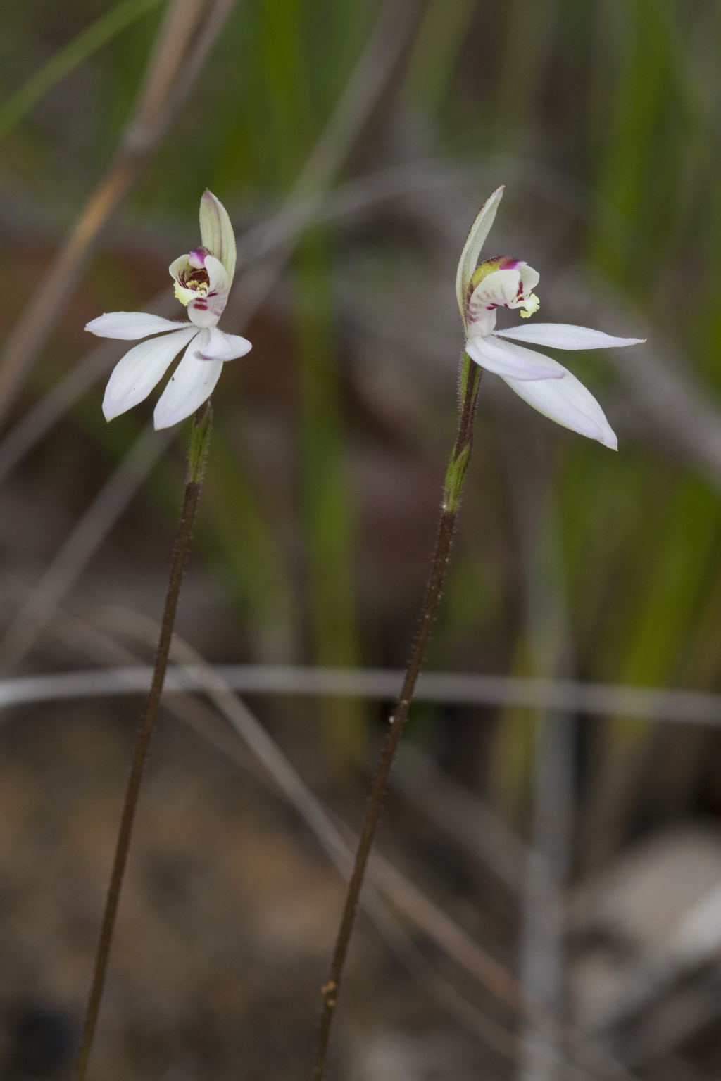 Caladenia pusilla (hero image)