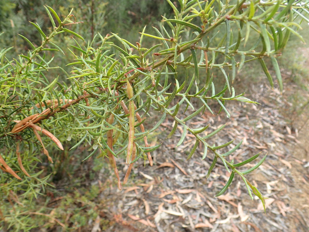 Acacia genistifolia subsp. platyphylla (hero image)