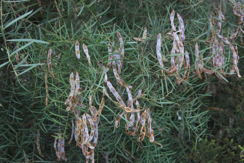 Acacia iteaphylla (hero image)