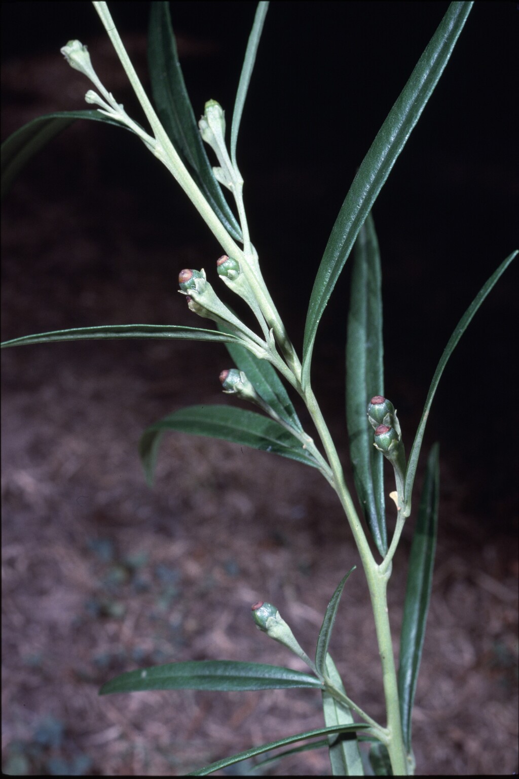 Beyeria lanceolata (hero image)