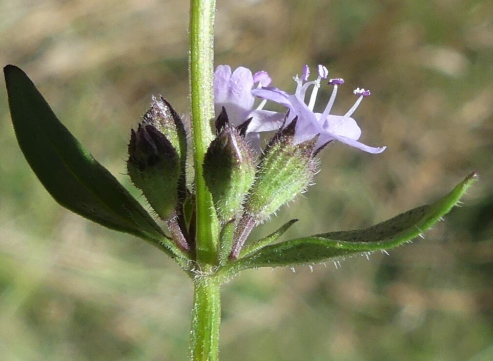 Mentha diemenica (hero image)